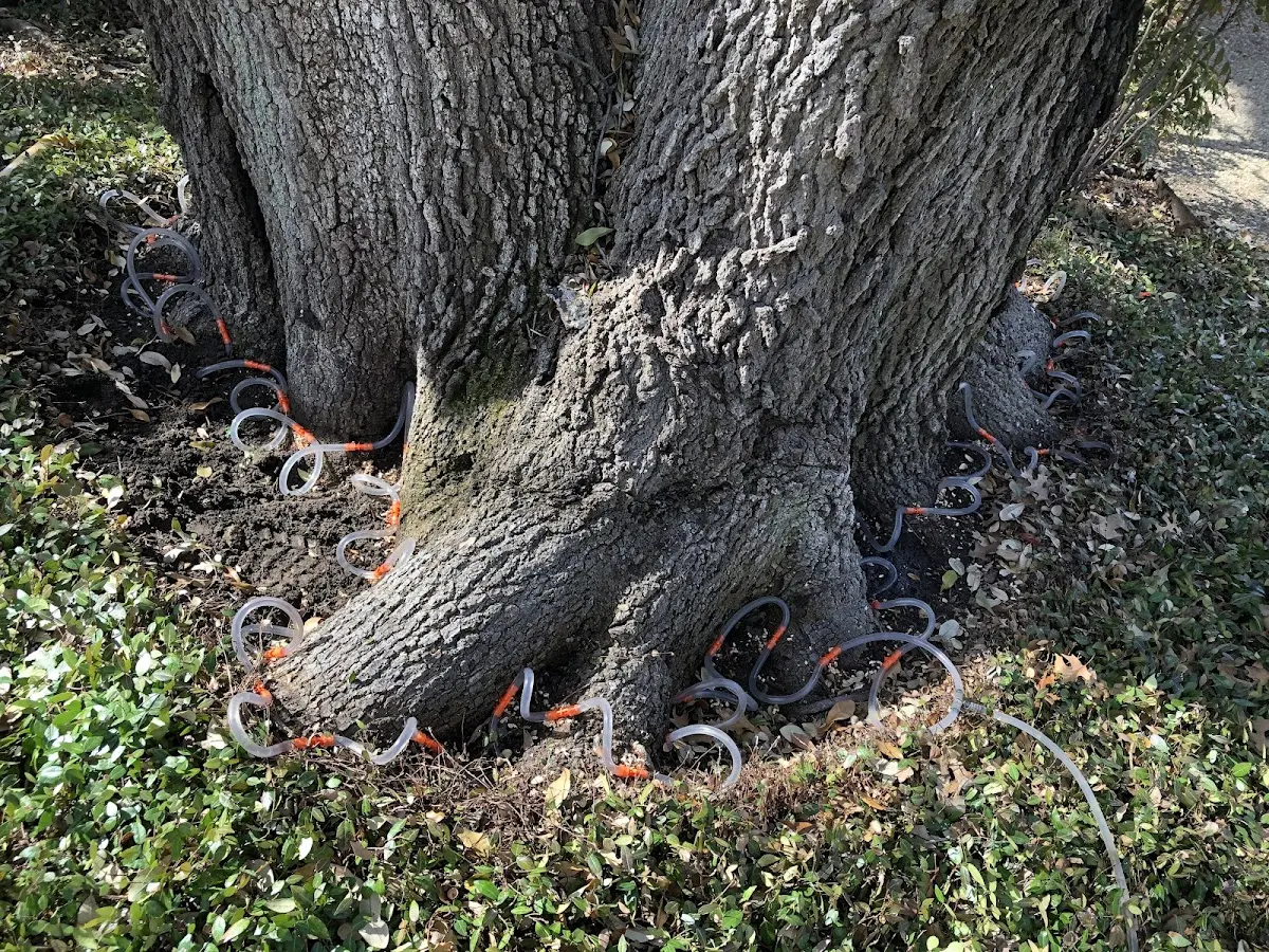 Detailed Shrub and Hedge Trimming job site in Saffell