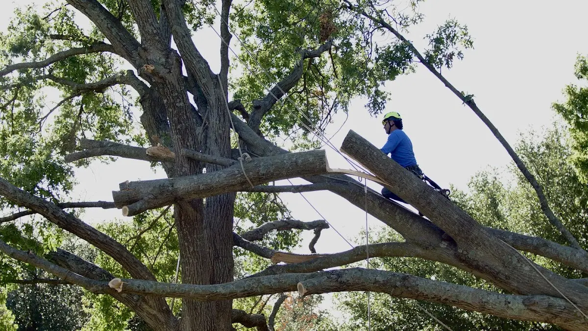 Professional Hazardous Tree Removal performed by certified arborists in Saffell